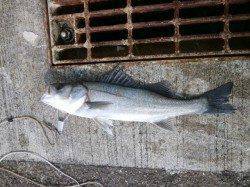 南港海釣り公園44cmのハネとガシラ