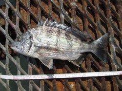 尼崎市魚つり公園　今日はチヌとキビレで厳しい釣果に