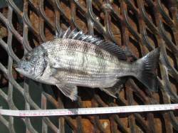 尼崎市魚つり公園　今日はチヌとキビレで厳し…