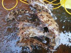 南港海釣り公園　今日はガシラが好調の日