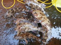 南港海釣り公園　今日はガシラが好調の日