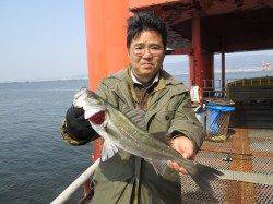 尼崎市立魚つり公園のハネ、食い渋る中での５０ｃｍ