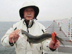 尼崎魚つり公園、雨で釣り人少ない中釣果は悪くなさそうです