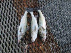 尼崎市立魚つり公園〜ウキ釣りでハネ・落とし込みでチヌ