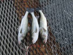 尼崎市立魚つり公園〜ウキ釣りでハネ・落とし…