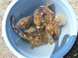 大阪南港魚つり園でハネ、棚は三ッ半でした