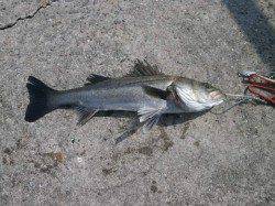 大阪南港魚つり園で1.8kgの大タコ釣れました♪