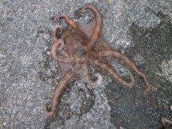 大阪南港魚つり園1kgオーバーを筆頭にタコ釣れてます！