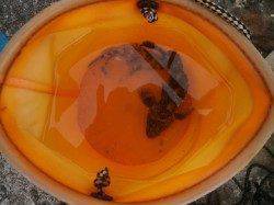 大阪南港魚つり園1kgオーバーを筆頭にタコ釣れてます！