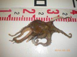 姫路市立遊魚センター、探り釣りでタコGET！