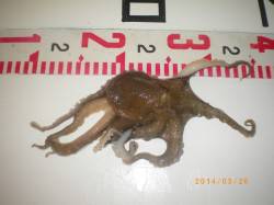 姫路市立遊魚センター、探り釣りでタコGET…