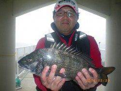 姫路市立遊魚センター　オキアミでチヌの釣果