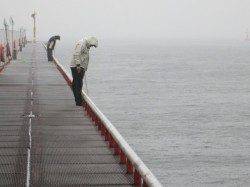 尼崎市立魚つり公園、良型のチヌ2枚！！