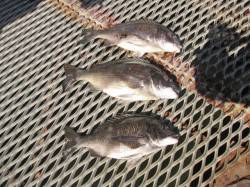 尼崎魚つり公園、水の濁りが功を奏し落とし込…