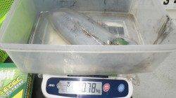 白浜・見草堤防にてヤエン・活アジでのアオリ釣果