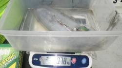 白浜・見草堤防にてヤエン・活アジでのアオリ…