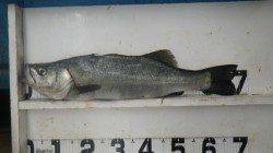 富田川河口にてルアーでヒラスズキ