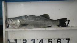 富田川河口にてルアーでヒラスズキ