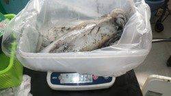 白浜町カサボでヤエン釣り〜アオリ2ハイで3.04kg！