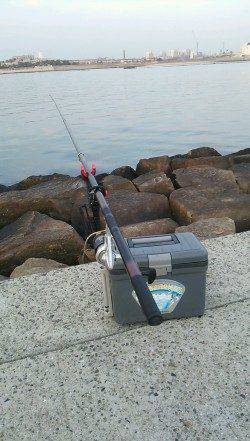 南甲子園浜、エビ撒き釣りでキビレとハネ　活性は高かった