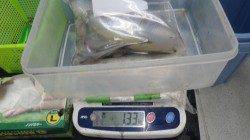 富田地磯でヤエン釣りにてアオリイカ