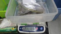 富田地磯でヤエン釣りにてアオリイカ