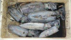 白浜北部、ヤエンでアオリの好釣果が続々！！