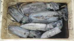 白浜北部、ヤエンでアオリの好釣果が続々！！…