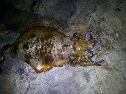 南紀ヤエン釣行　低水温ですが1500gのナイスサイズ！