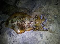 南紀ヤエン釣行　低水温ですが1500gのナ…