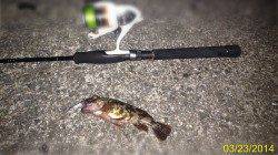 垂水でメバリング〜メバル狙いを忘れるほどガシラ連発！