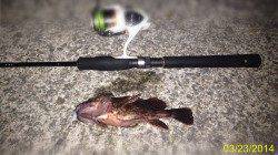 垂水でメバリング〜メバル狙いを忘れるほどガシラ連発！