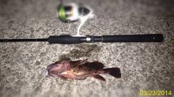 垂水でメバリング〜メバル狙いを忘れるほどガ…