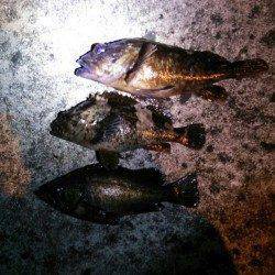 久美浜のメバリング〜メバル・ムラソイ・ガシラ