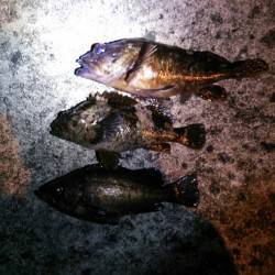 久美浜のメバリング〜メバル・ムラソイ・ガシ…