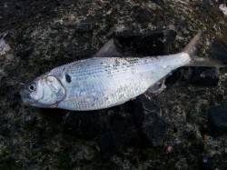 紀ノ川へフカセ釣りに行ってきました