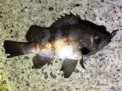 垂水漁港でメバル、下層をボトムワインドで活性化