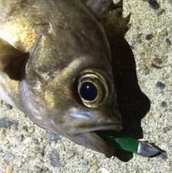 垂水漁港でメバル、下層をボトムワインドで活…