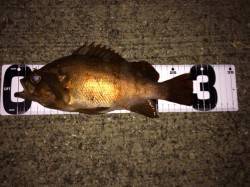 【大蔵海岸メバリング】大型メバル接岸中です…