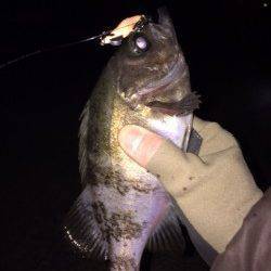 プラグで25cm☆大蔵海岸のメバリングは今熱いですよ！