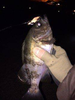 プラグで25cm☆大蔵海岸のメバリングは今熱いですよ！