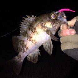 大蔵海岸メバリング〜中層フワフワパターンがアタリ