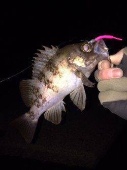 大蔵海岸メバリング〜中層フワフワパターンがアタリ