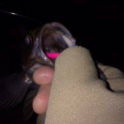 大蔵海岸メバリング〜中層フワフワパターンがアタリ