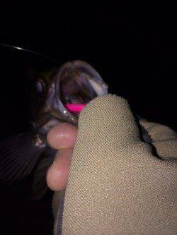 大蔵海岸メバリング〜中層フワフワパターンがアタリ