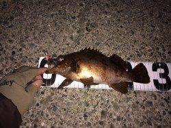 ボトムワインドで良型連続キャッチ! 大蔵海岸メバリング