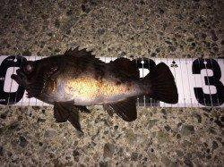 ボトムワインドで良型連続キャッチ! 大蔵海岸メバリング