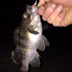 大蔵海岸、大型メバル狙いで沖目へフルキャスト！