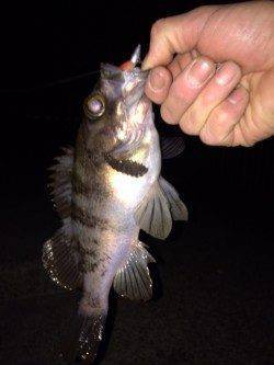 大蔵海岸、大型メバル狙いで沖目へフルキャスト！