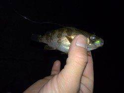 常夜灯の浅瀬で豆メバルと戲れました〜大蔵海岸メバリング